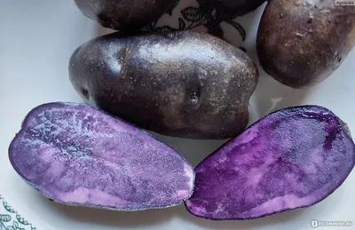 Фиолетовая картошка
