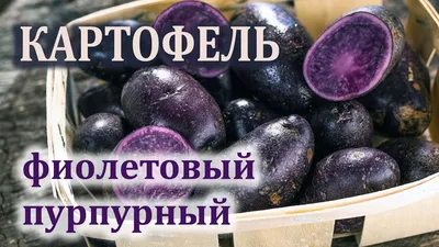 Все о фиолетовом картофеле - полезные статьи о садоводстве от Agro-Market