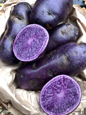 Семенной картофель Фиолетовый (порция 500 г)