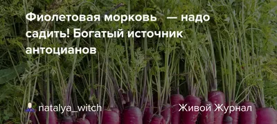 Чем фиолетовая морковь отличается от обычной кроме цвета? | VOICE | Дзен