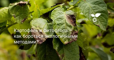 Фитофтора на картофеле: описание, методы борьбы и профилактика | Домашняя  ферма