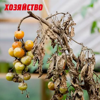 Как бороться с фитофторой на помидорах и картофеле