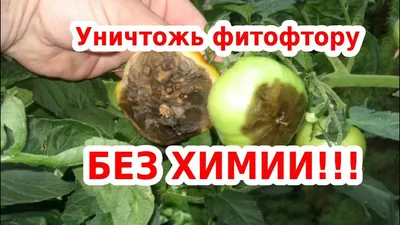 СПАСИТЕ ВАШ УРОЖАЙ КАРТОФЕЛЯ | Обработка картофеля от фитофтороза - YouTube