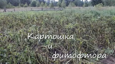 Сидераты против фитофторы на картофеле: какие использовать