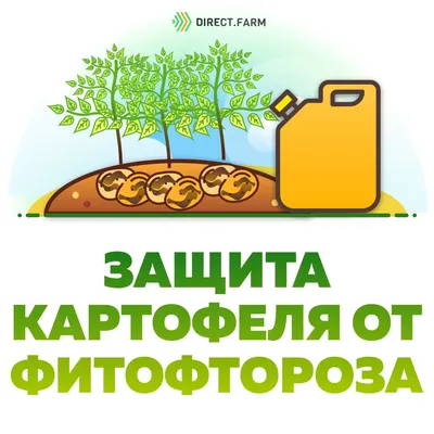 Россельхозцентр предупредил о массовом распространении фитофтороза картофеля  | Комиинформ