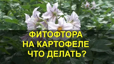 Как вырастить здоровый картофель - Аграрный сектор - Агроновости - Портал  новостей Агробизнеса