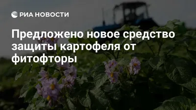 ФИТОФТОРА НА КАРТОФЕЛЕ ЧТО ДЕЛАТЬ? - YouTube