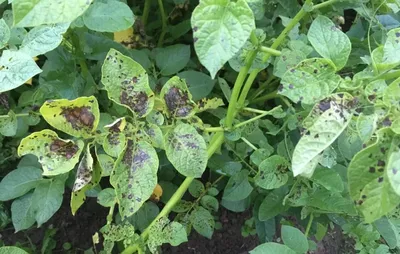 Фитофтороз картофеля: описание, симптомы и методы борьбы с болезнью| |  Bayer Crop Science Беларусь