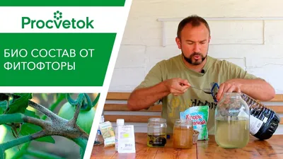 Осторожно, фитофтороз! Главный враг картошки — Мурманский вестник - #95763