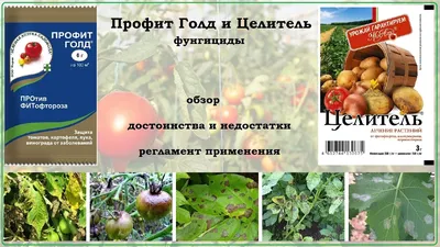 Фитофтороз на картофеле, чем лечить, чтобы не дать ему распространиться  дальше | Цветущий сад | Дзен