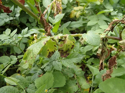 Верхушки картофель болезнями картофеля больных : Phytophthora фитофтороза  Macrosporiosis Стоковое Изображение - изображение насчитывающей завод,  ворох: 191334455
