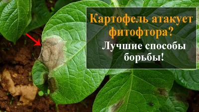 🌻🐛🍅Как бороться с фитофторой на картофеле и помидорах. Чем обработать от  мучнистой росы и фитофторы