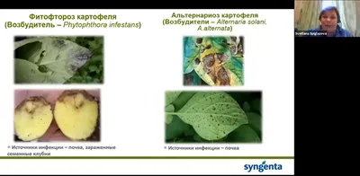 Болезни картофеля: причины и признаки появления, способы избавления