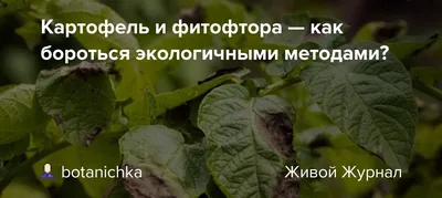Картофель