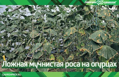 Три основных защитных шага от фитофторы, которые нужно совершить уже сейчас