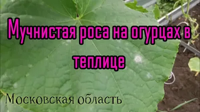 Основные болезни огурцов – фото, описания и способы лечения | На грядке  (Огород.ru)