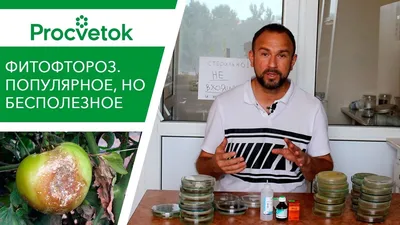 Спасаем помидоры и огурцы от вредителей и болезней: Общество: Облгазета