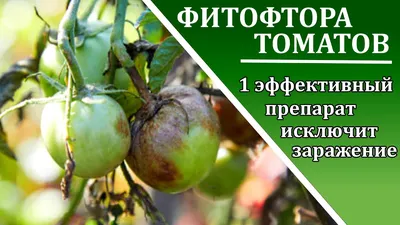 Советы специалиста по борьбе с фитофторозом