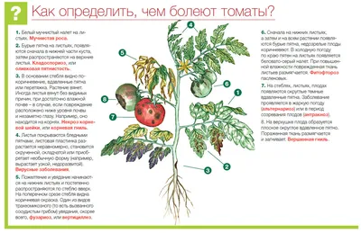Самые частые болезни томатов: фото, описания, меры борьбы