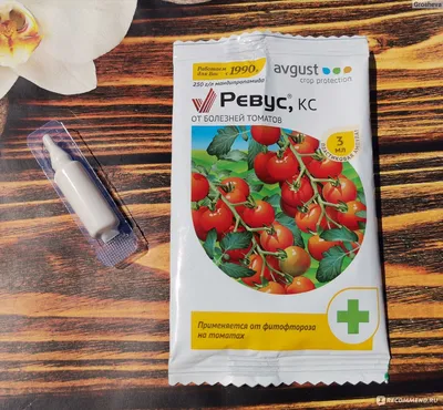 Как бороться с фитофторой на помидорах, картофеле и других растениях -  Лайфхакер