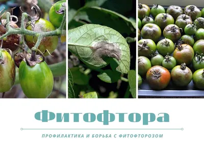 Отчаянное...
