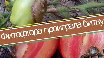Семена Томат \"Де Барао Царский\" Аэлита - «🍅Знаменитый помидор. Красивый и  коварный. Описание сорта. Вкус. Выращивание в экстремальных условиях» |  отзывы