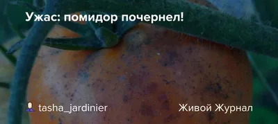 КАК СПАСТИ ПОМИДОРЫ (ДЕЛАЕМ 1 ДЕЙСТВИЕ) И ФИТОФТОРА ПРОИГРАЛА - YouTube