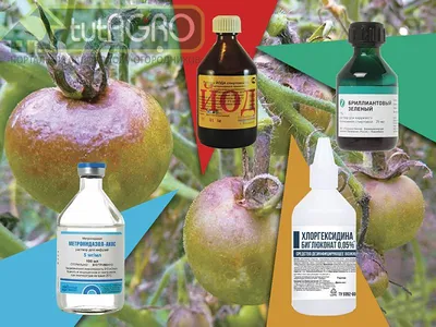 Выращивание томата в теплице ᐉ Удобрения, полив, сбор урожая |  NEW-SEEDS.COM.UA