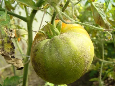 Фитофтора на помидорах, что делать и как спасти урожай | Советы Садоводам |  Дзен