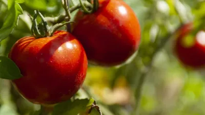 Фитофтороз томатов. Профилактика и меры борьбы — Ботаничка