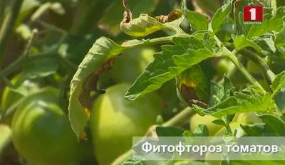 Фитофтора на помидорах - как бороться, советы | РБК Украина