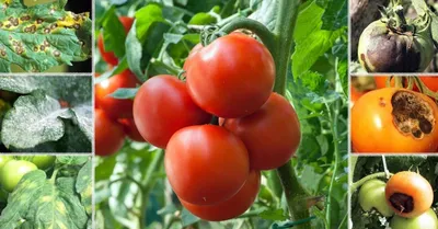 Народные средства против фитофторы на помидорах. | Сад Дом Кулинария