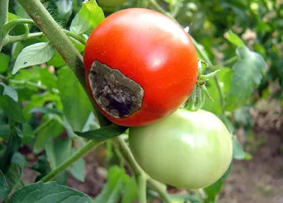 🐛🍅Помидоры в теплице: как бороться с фитофторой и другими болезнями  томатов. Фитофтора на помидорах в теплице и другие болезни томатов