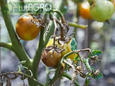 Как защитить помидоры от фитофтороза: избавляемся от фитофтороза томатов