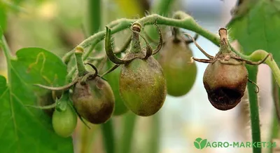 Лечение фитофтороза томатов - Agro-Market24
