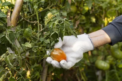 Фитофтора на помидорах - чем обработать помидоры от фитофторы - Главред