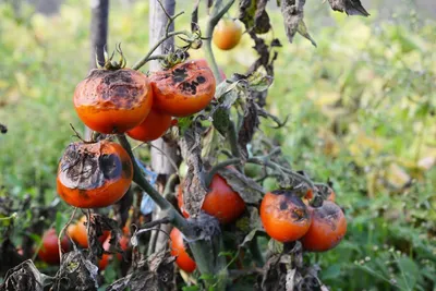 БАНЯ от фитофторы на помидорах. Работает или нет? Необычная борьба с  фитофторозом томатов