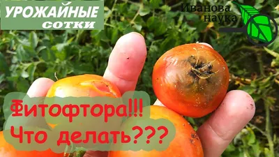 Фитофтора на помидорах – как бороться – народные методы и советы садоводов