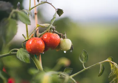 Как бороться с фитофторой на помидорах, картофеле и других растениях -  Лайфхакер