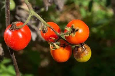 Как предупредить развитие фитофтороза на томатах - Росгрядка