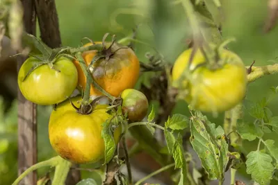 Фитофтора не будет беспокоить помидоры: нужно применить это средство