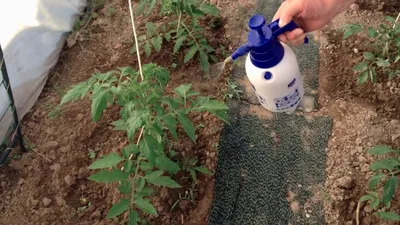 Правильная обработка томатов избавит овощи от опасного заболевания-  фитофтороза
