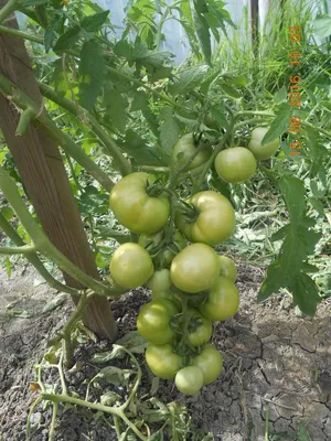 Фитофтора на помидорах и других овощах: почему она возникает и как с ней  бороться? | СмартПресс