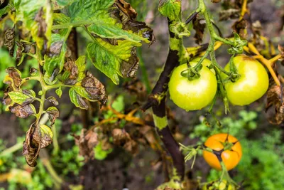 Фитофтора на помидорах - как выглядит заболевание - фото и советы, как  бороться