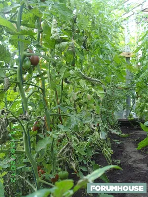 Огородница: Фитофтора: утилизация плодов