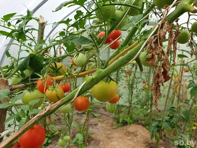 Как бороться с фитофторозом на томатах?