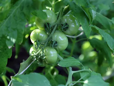 Как защитить томаты от фитофторы: не пускать соседей и проветривать!  Профилактика фитофторы в теплице