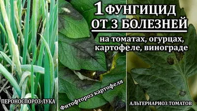 ВЫЯВЛЕНИЕ ПРИЧИН БОЛЕЗНЕЙ ОГУРЦОВ - АО «Фертика»