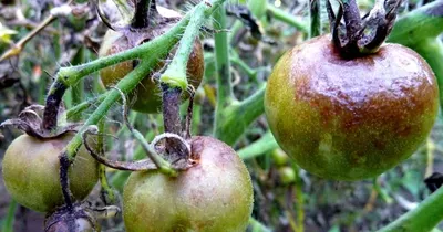 Лечение фитофтороза томатов - Agro-Market24