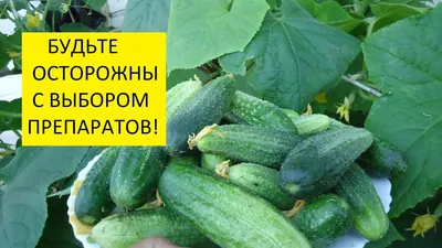 Огуречная мозаика